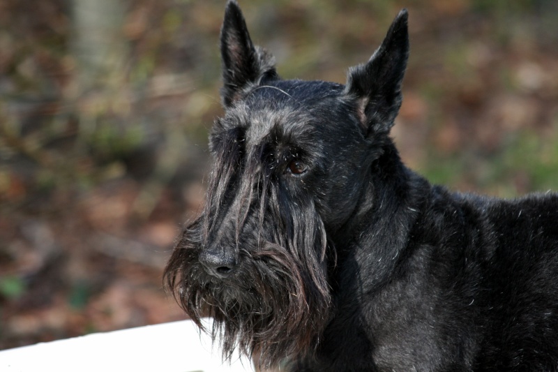 Solo, Scottish Terrier Img_5915