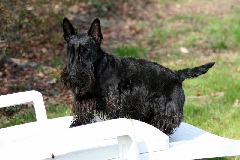 Solo, Scottish Terrier Img_5920