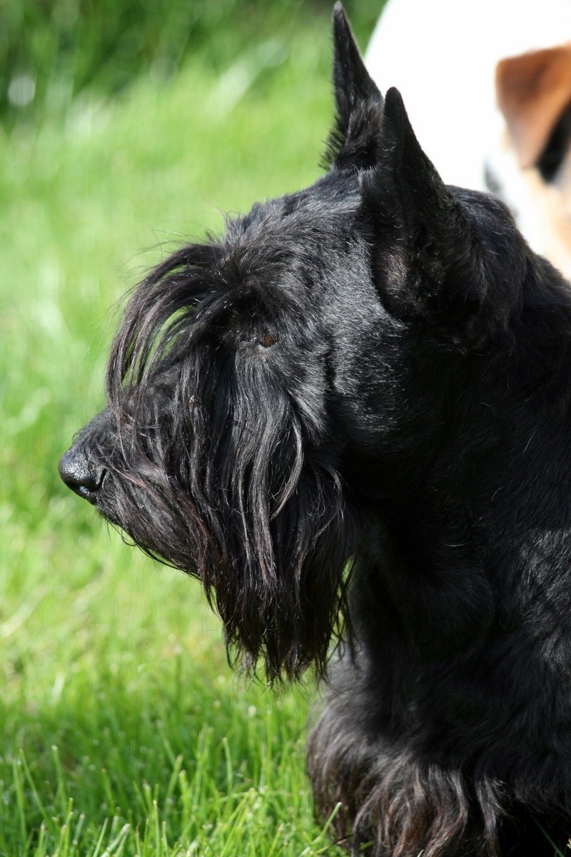 Solo, Scottish Terrier Img_5923