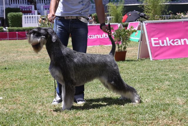 VERY SPECIAL GIANT SCHNAUZER LITTER 29667_10