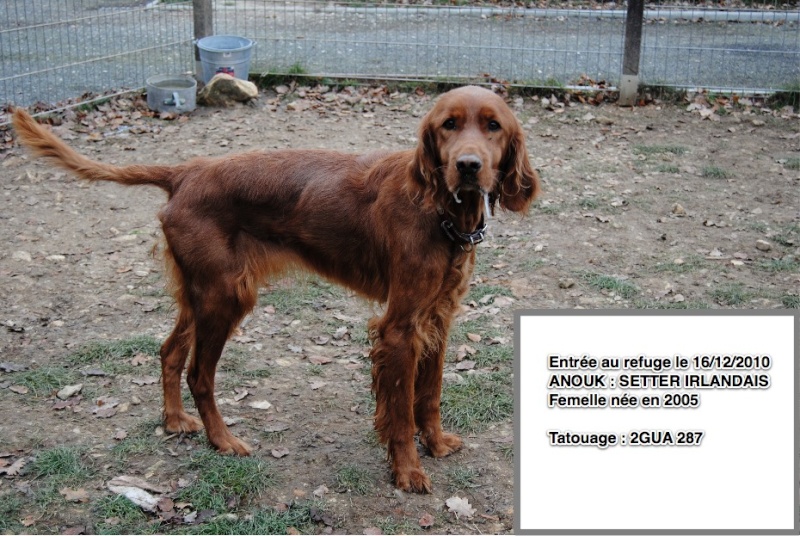 ANOUK Setter Irlandais Anouk10