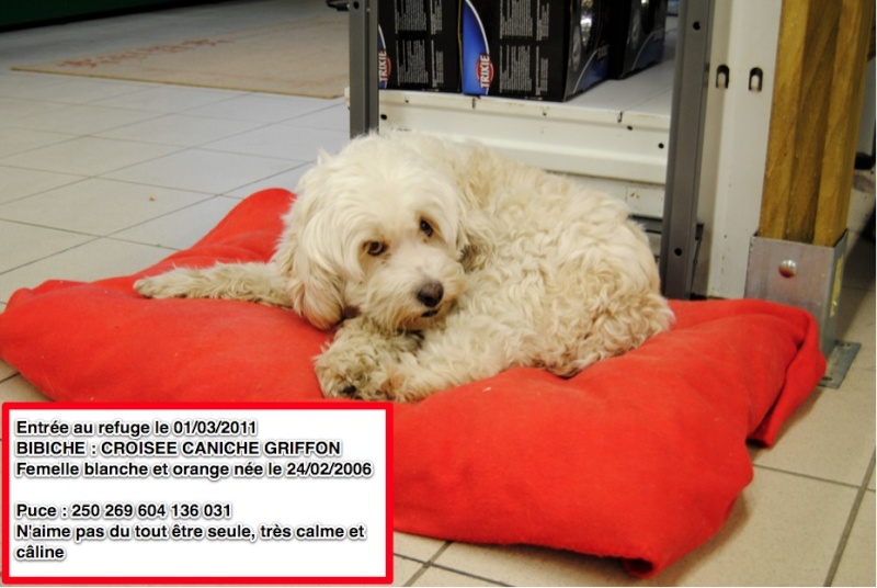 BIBICHE Croisée caniche griffon blanche et orange ==> PZ Bibich10