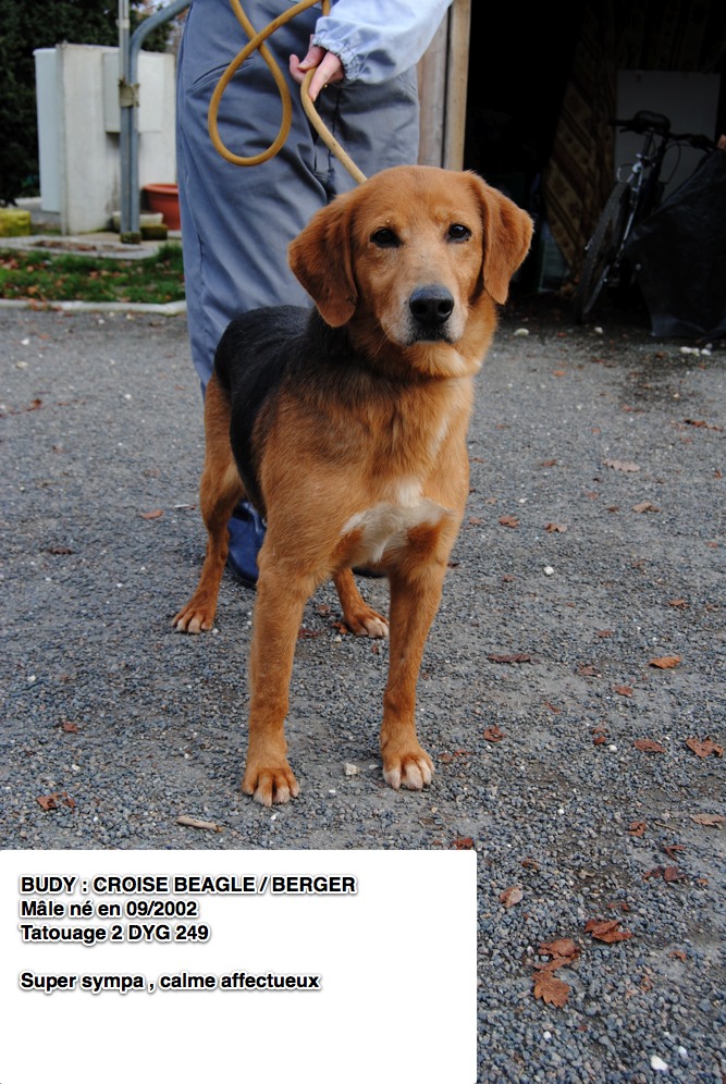 BUDY, croisé beagle/berger, 8 ans (16) Budy11