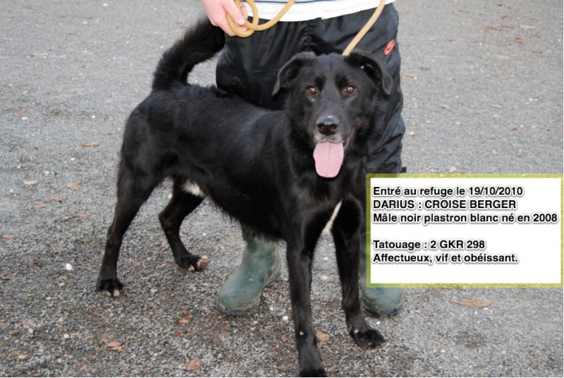 16 - 20 chiens à faire adopter avant 13 jours !! Refuge de l'Angoumois Mornac 16   Darius11