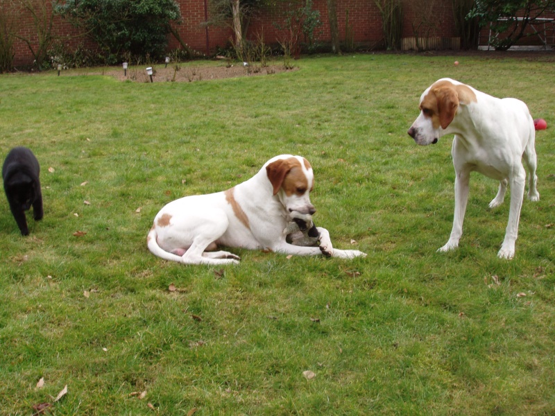 DEXTER, Pointer de 20 mois en F.A. (44) R P1010016