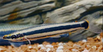 Anostomus ternetzi ( Anostome doré ) Anosto12