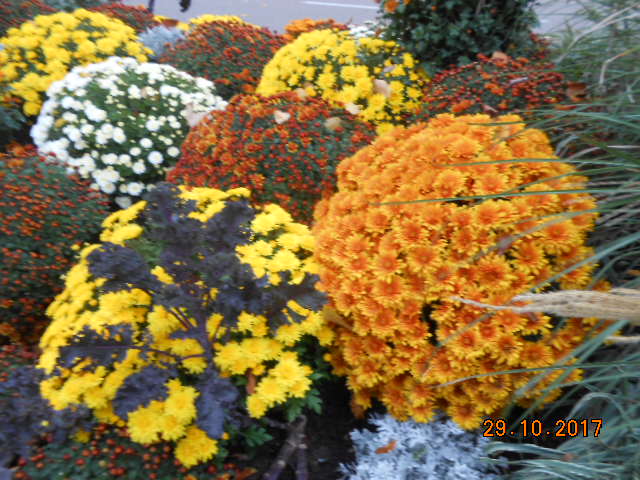 chrysanthèmes à gogo - Page 3 Dscn4222
