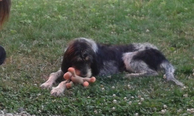 Mouchmouche, Griffon bleu de Gascogne, 3 ans, 18 kg, super gentille chienne, urgent 20170812