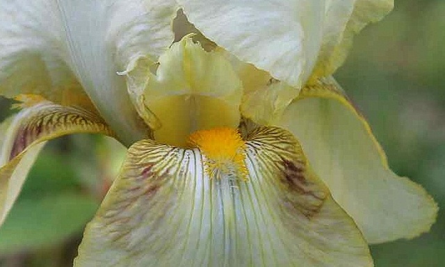 Iris ivoire - Cath [identification en cours] _copie12