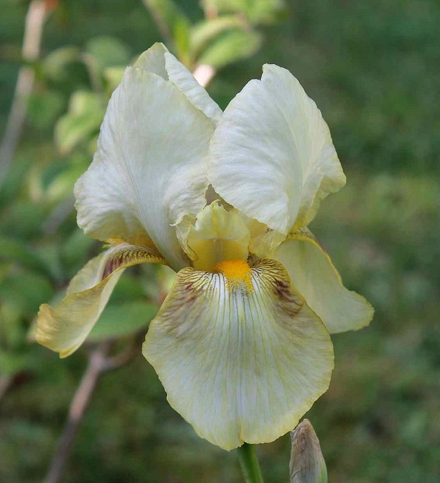 Iris ivoire - Cath [identification en cours] _copie13