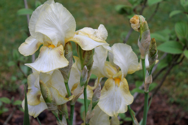 Iris ivoire - Cath [identification en cours] O9j911