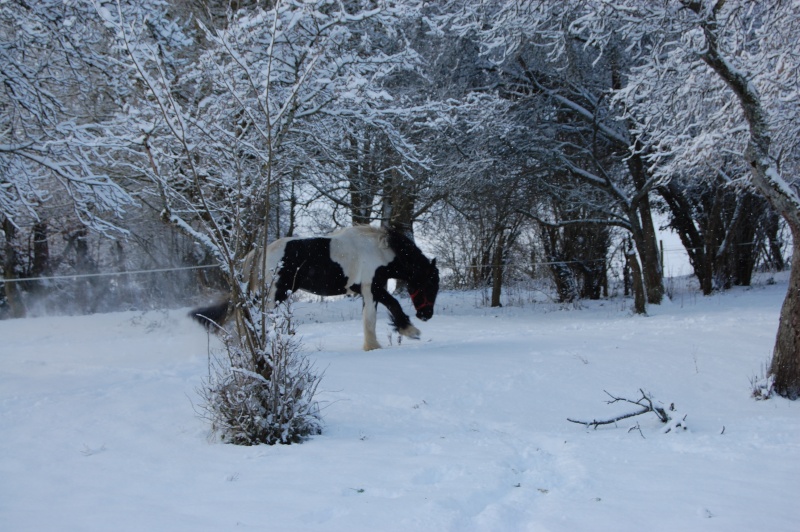 Ils debarquent en France lundi !!!! Dec_2013