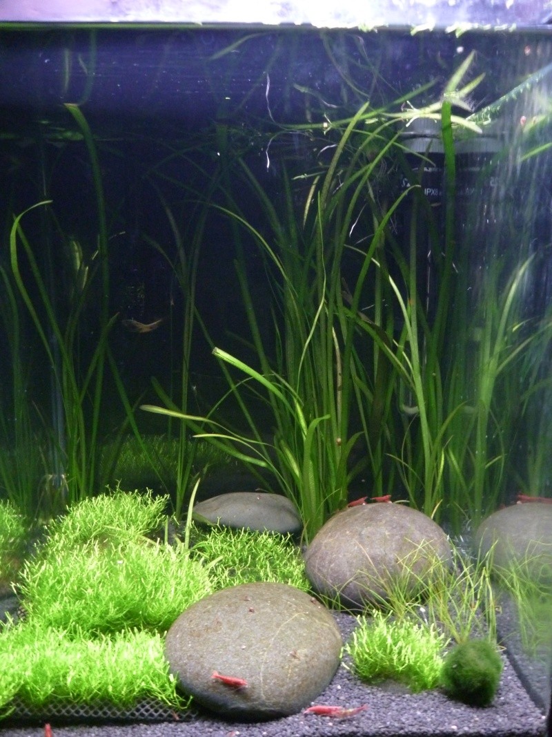 mes petits bacs/ Transformation aquascaping P1010015