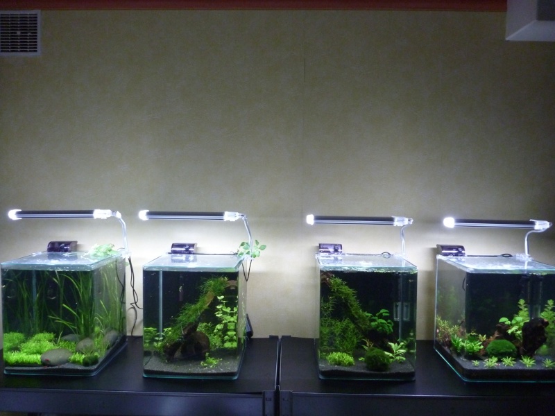 mes petits bacs/ Transformation aquascaping P1010021