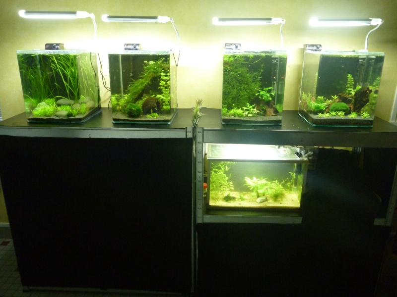 mes petits bacs/ Transformation aquascaping P1010026