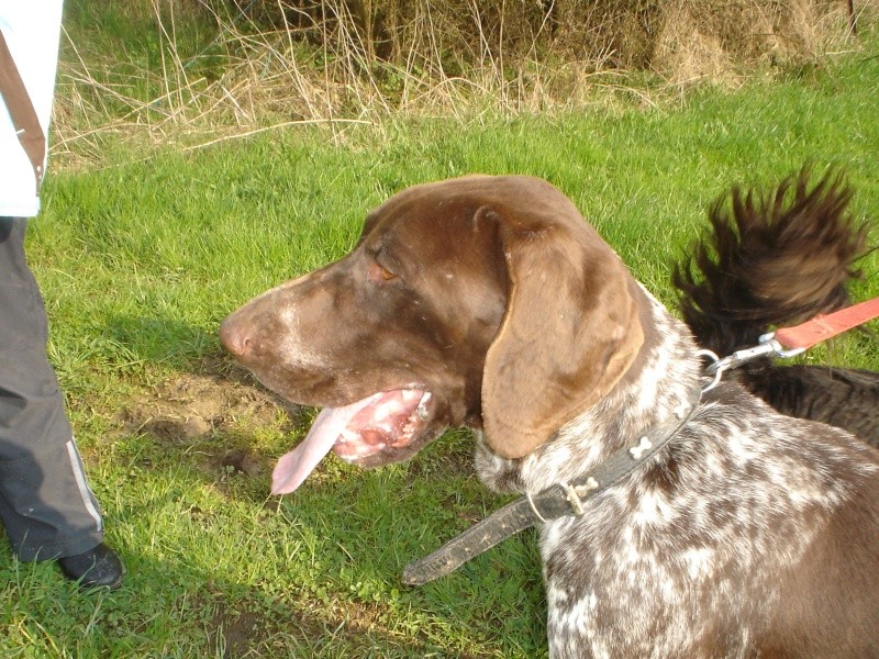 Gary Braque Allemand n en 2008 (Refuge du Beaussart / Belgique) Beaus166