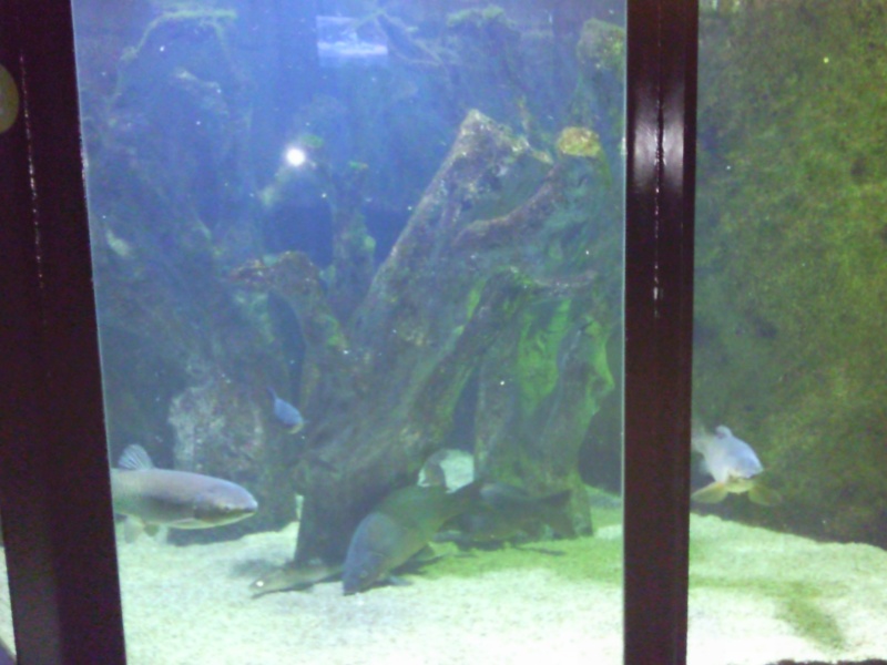 [Visite] Aquarium du grand Lyon Photo010