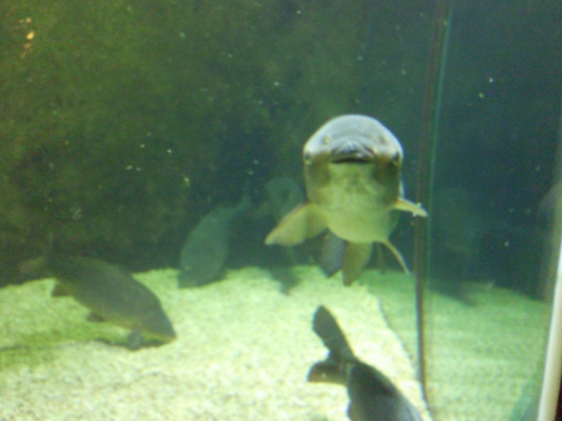 [Visite] Aquarium du grand Lyon Photo012
