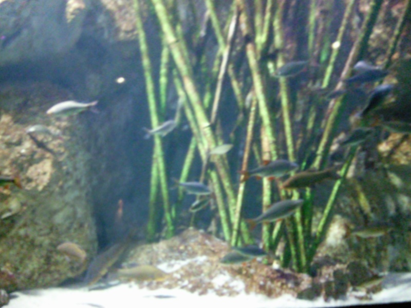 [Visite] Aquarium du grand Lyon Photo013