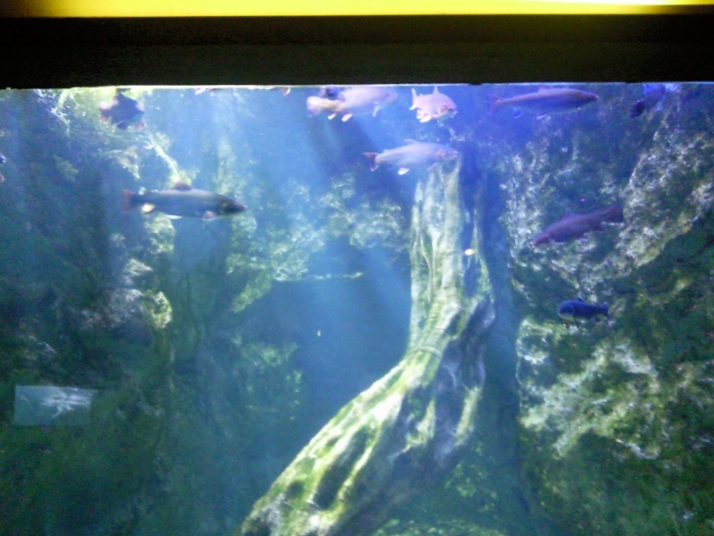 [Visite] Aquarium du grand Lyon Photo015