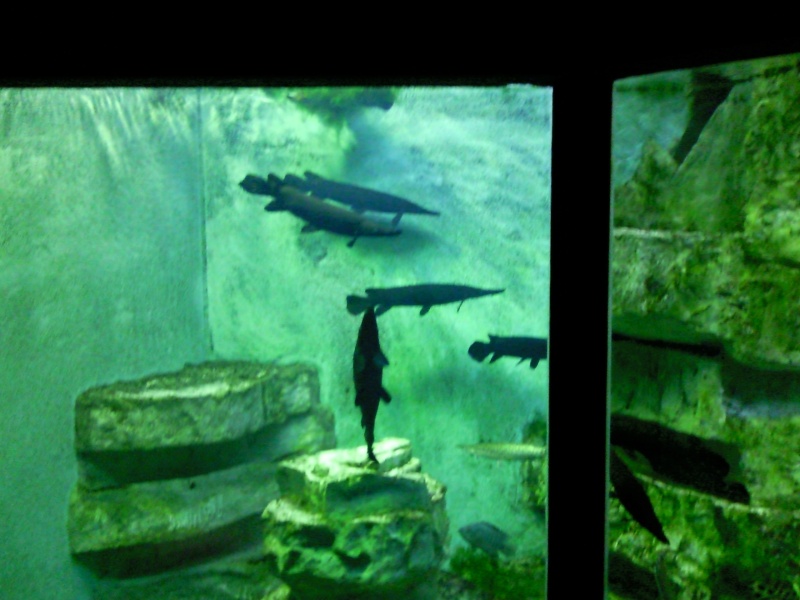 [Visite] Aquarium du grand Lyon Photo020