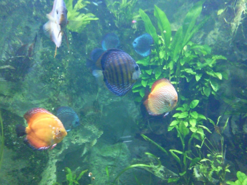 [Visite] Aquarium du grand Lyon Photo023