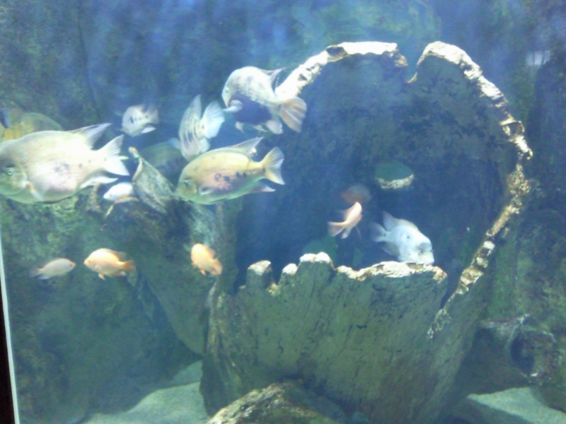 [Visite] Aquarium du grand Lyon Photo026