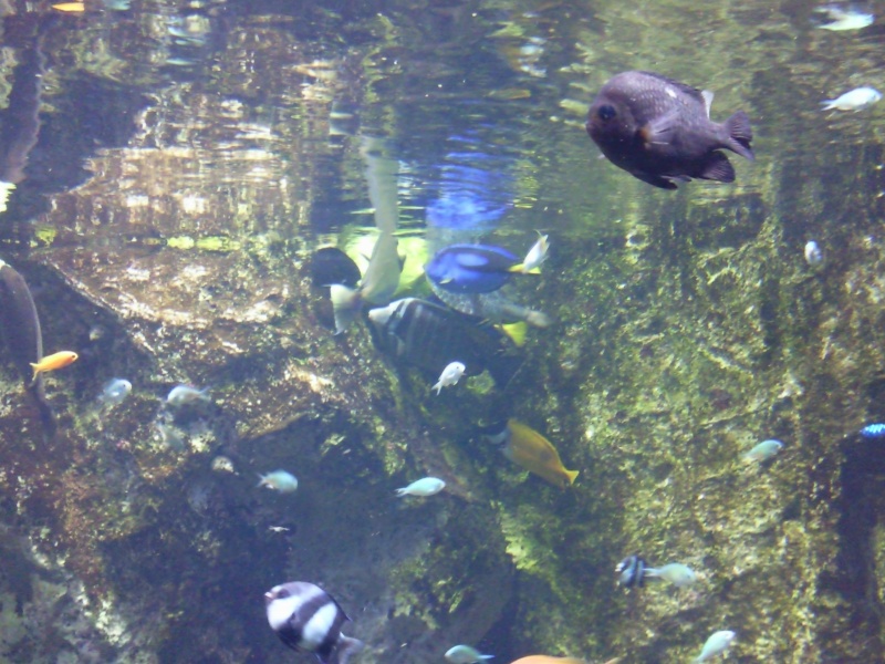 [Visite] Aquarium du grand Lyon Photo031