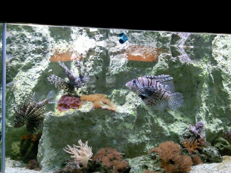 [Visite] Aquarium du grand Lyon Photo032