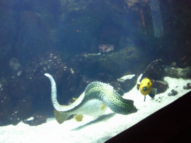 [Visite] Aquarium du grand Lyon Photo036