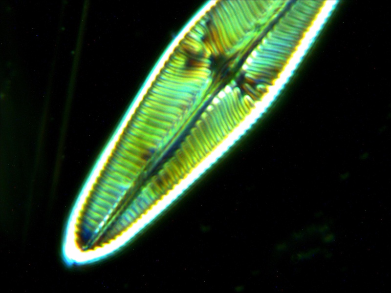 Microscopie 2010 - Page 2 Diatom11