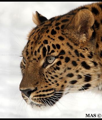 le léopard Leoopa10