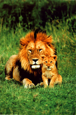 Lion/lionne VS loup/louve Lion10