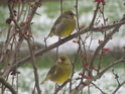 photos d'hiver pour sdf dans mon jardin Oiseau14