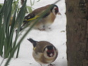 photos d'hiver pour sdf dans mon jardin Oiseau15