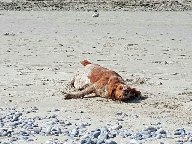 Les phoques de la baie de somme  Resize11