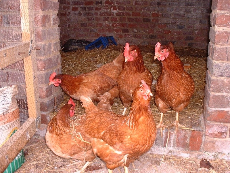 Voici quelques photos de mes jolies poulettes.... Dscf0815