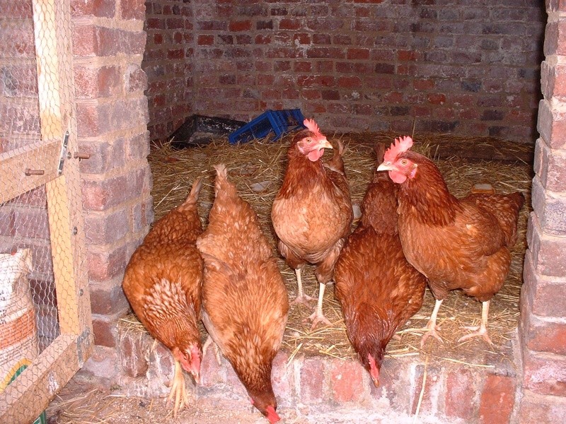 Voici quelques photos de mes jolies poulettes.... Dscf0817