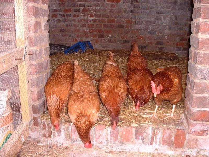 Voici quelques photos de mes jolies poulettes.... Dscf0818