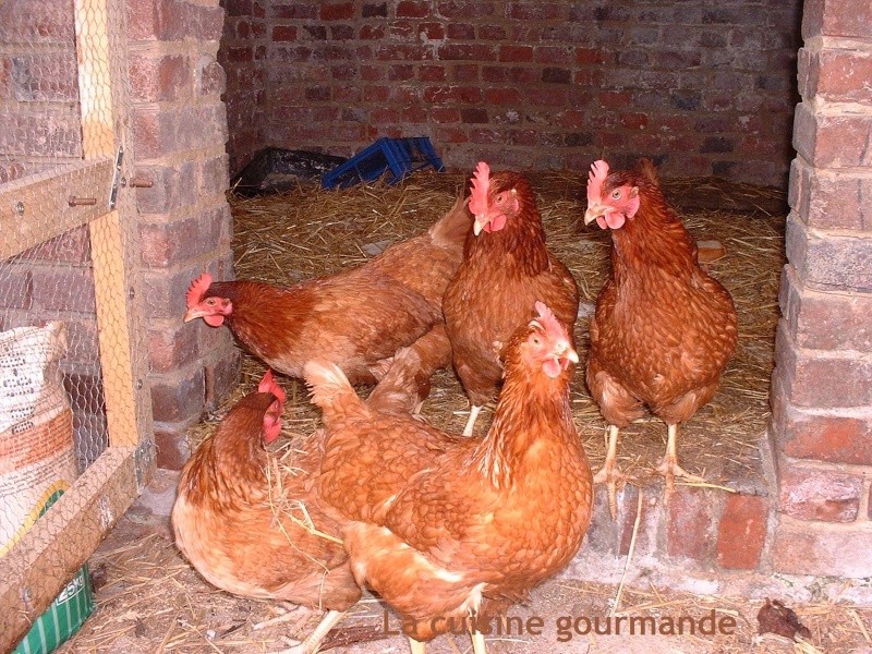 Voici quelques photos de mes jolies poulettes.... Dscf0819