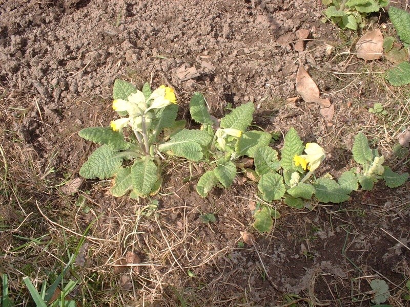 Jolie fleur des champs, la coucou du printemps... Dscf0825