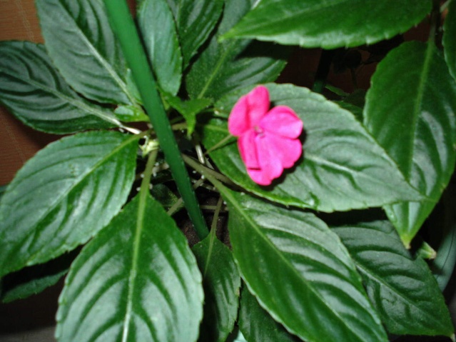 recherche Impatiens goutte de sang Goutte14