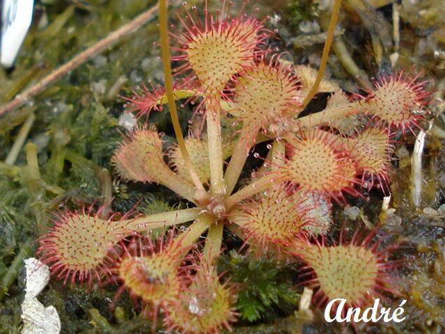 Différencier Dionaea Muscipula  'sawtooth/dentata' bis Dsc09710