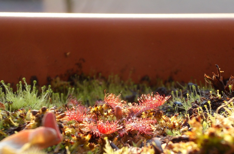 [photos au coucher du soleil] sarracenia et droseras Sdc11513