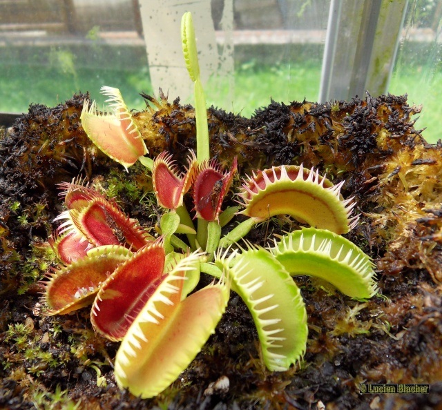 Dionaea "Louchapates" Sdc12015