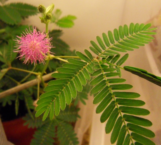 Mon petit mimosa pudica... - Page 2 Sdc12721