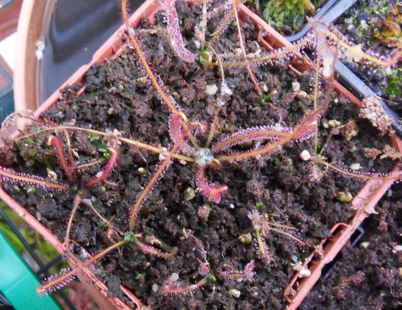 Un drosera filiformis red qui fait un hibernacle^^ Sdc12822