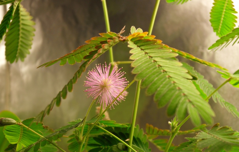 Mon petit mimosa pudica... - Page 2 Sdc13011