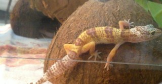 gecko albinos  33587_10