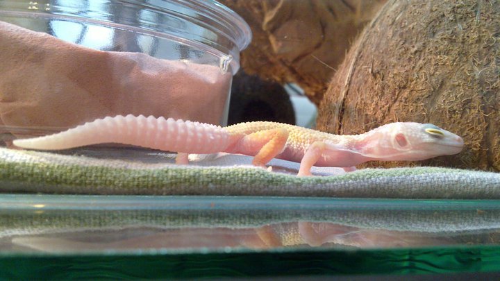 gecko albinos  63313_10